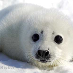 vezikarmic is swapping clothes online from 