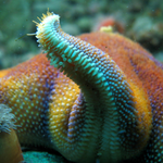 celialg is swapping clothes online from 