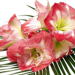 Englishq is swapping clothes online from Peachtree city, GA Georgia