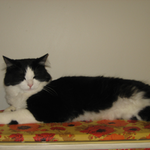 Karolyn is swapping clothes online from Murray, Utah