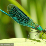 ms_campbell is swapping clothes online from 