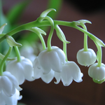 mhope is swapping clothes online from Princeton, West Virginia