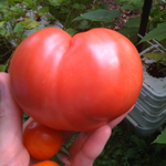 grey_turtle is swapping clothes online from Oak Ridge, Tennessee