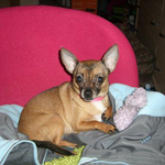 pinktink is swapping clothes online from 