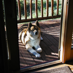 kamm is swapping clothes online from 