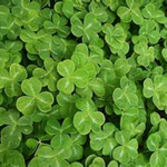 maria R is swapping clothes online from tampa, fl