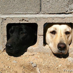 rottlover is swapping clothes online from MANISTIQUE, Michigan