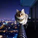 caseyscloset is swapping clothes online from 