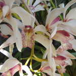 girl517 is swapping clothes online from 