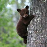 manda_bear is swapping clothes online from 