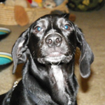 denisemarsh is swapping clothes online from 