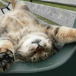 moo_cow is swapping clothes online from langley, british columbia