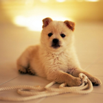 Pet Care is swapping clothes online from Brisbane, Queensland