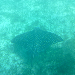 Giovanna S is swapping clothes online from Rhinebeck, NY