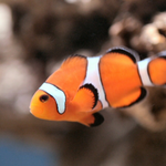 anonymousfish is swapping clothes online from 