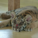 ehuf is swapping clothes online from 