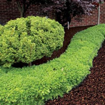 The Mulch Direct is swapping clothes online from Fort Myers, Florida