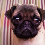 ilovemypug is swapping clothes online from St Cloud, MN