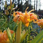 Abby W is swapping clothes online from 