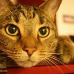 ryan8 is swapping clothes online from 