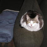 M D is swapping clothes online from A capital place to be, Mooooooooo