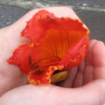 brianna is swapping clothes online from 