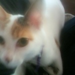 Hallie  is swapping clothes online from Pittsburgh, PA