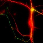 R H is swapping clothes online from Durham, NC