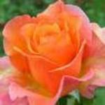 ashleyc is swapping clothes online from 