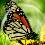 Regina  is swapping clothes online from San Gabriel, CA