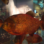 tenje is swapping clothes online from 