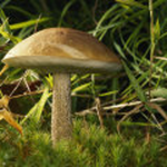 marie333 is swapping clothes online from 