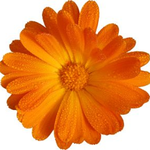 Mia L is swapping clothes online from Staten Island, NY