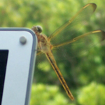 Prairie F is swapping clothes online from NJ