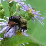 RobinJ is swapping clothes online from Parrish, FL