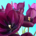 Katharine L is swapping clothes online from Danville , Illinois