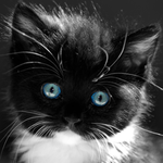 alitnib is swapping clothes online from 