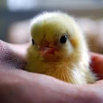 PredictablePhoto is swapping clothes online from Vadnais Heights, Minnesota