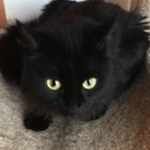 ayonali is swapping clothes online from 