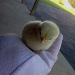 Katelyn is swapping clothes online from fremont, Ohio