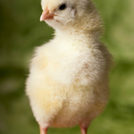 katito is swapping clothes online from 