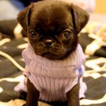 lisab is swapping clothes online from 