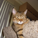 Appah is swapping clothes online from Alexandria, Virginia