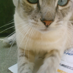 JeffyLovesCats is swapping clothes online from Fullerton, CA