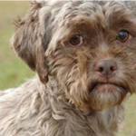 coqui is swapping clothes online from 