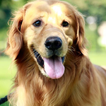 Popular Pet is swapping clothes online from Brisbane, QLD