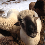 Farmer Carrie is swapping clothes online from Shelburne, MA