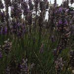 willowharmony is swapping clothes online from SANTA CRUZ, CA