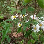 riverelf is swapping clothes online from 