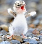 lilmachoman is swapping clothes online from 